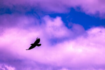 Black silhouette of a raven soaring in a pinkish-blue cloudy sunset sky - beautiful wallpaper
