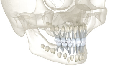 Baby primary teeth. Medically accurate dental 3D illustration