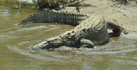 alligator in the water