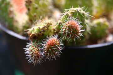 opuncja longispina opuntia kaktus