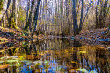 Small creek in the forest in a sunny autumn day