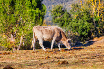 Cow graze in the pasture in a sunny day