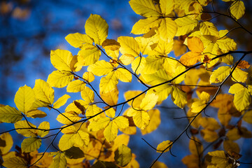 Beech tree with beautiful orange leaves outdoors on sunny autumn day