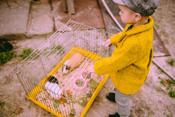 Little cute farm 2 years old boy, wearing autumn yellow coat and a cap feeding the chickens and the...