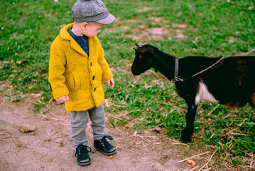 Little cute farm 2 years old boy, wearing autumn yellow coat and a cap feeding the chickens and the goat, cavy, rabbits in the countryside. Concept of friendship between children and animals