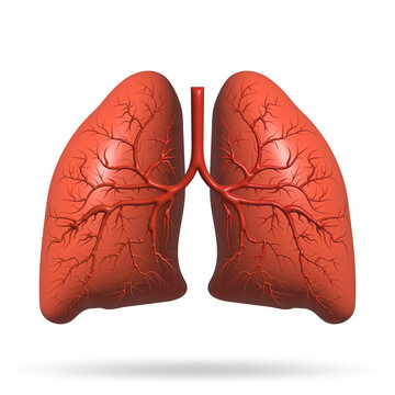 3d Lungs with Green leaf. Design like healthy lung. Health care. 3d render illustration.