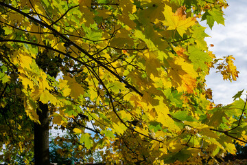 Bright yellow autumn maple foliage against the sky.