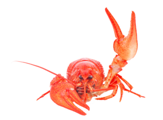 Crayfish on white isolated