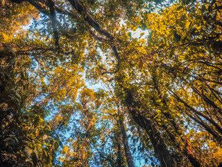 Point of view of forest jungle