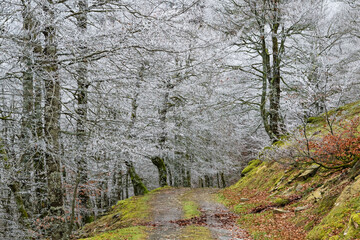 Obraz premium Path in the frozen beech forest