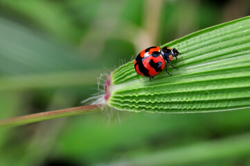 Nature outdoor ladybug stay on green leaf