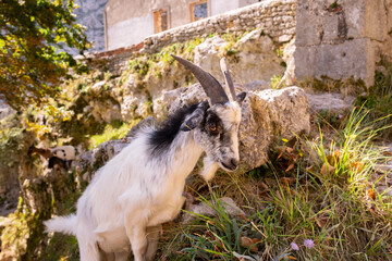 Spain, Castile and Leon, Posada de Valdeon, Portrait of mountain goat (Capra pyrenaica) standing outdoors