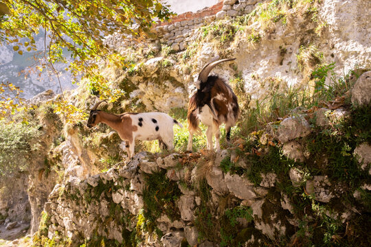 Spain, Castile and Leon, Posada de Valdeon, Two mountain goats (Capra pyrenaica) standing outdoors