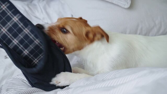 Jack Russell Terrier puppy lying in bed and gnawing on slippers. Naughty pet, dog bad behavior