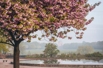Germany, Hamburg, Cherry blossom blooming in Stadtpark
