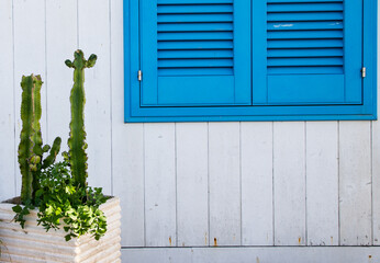 cacti white house and blue windows