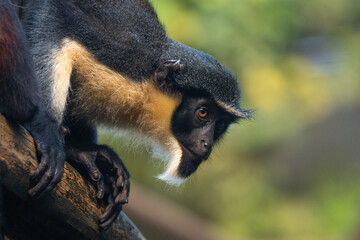 Close-up portrait of a diana monkey