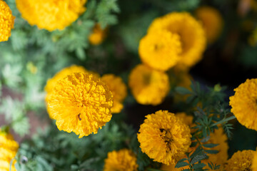Yellow marigolds blooming in the garden.