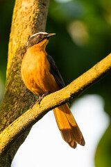 White-capped robin-chat perching in a tree
