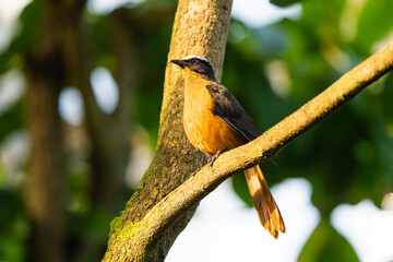 White-capped robin-chat perching in a tree