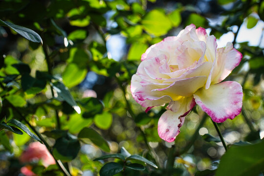 花びらの縁がわずかにピンク色になっている、白を基調とした美しいバラ