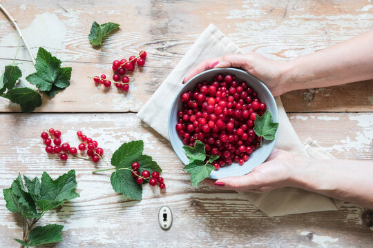 Hands of woman holding bowl of fresh red currants