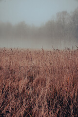 Obraz premium mist over the field