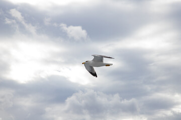 seagull flying over the sea