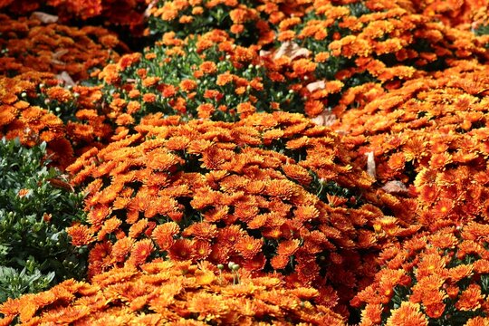 Closeup Of Orange Garden Flowers