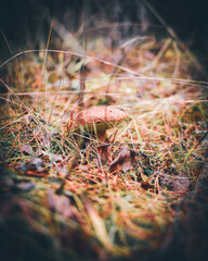 autumn mushroom in the forest