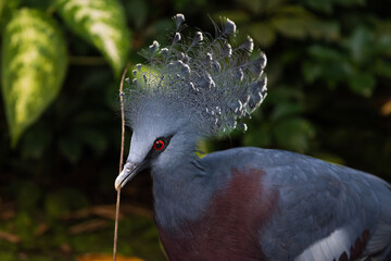 Victoria crowned pigeon carrying a stick for its nest
