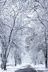 Snowy pavement goes into the distance in a winter city on a frosty day. Walking path in the city with trees covered with white snow.