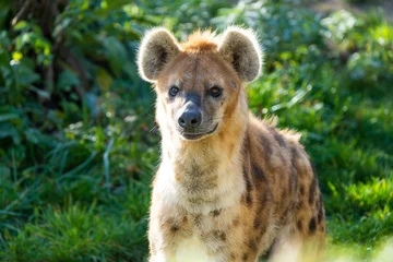 Foto op Plexiglas Close-up van een gevlekte hyena © Thorsten Spoerlein