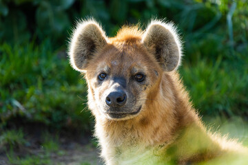 Close-up of a spotted hyena