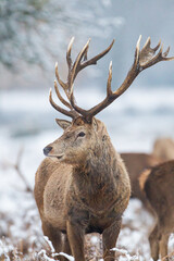 Herd of Red Deer in the snow of Bushy Park, London