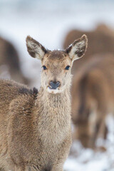 Herd of Red Deer in the snow of Bushy Park, London