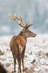 Herd of Red Deer in the snow of Bushy Park, London