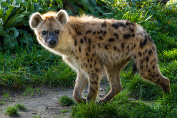 Close-up of a spotted hyena - obrazy, fototapety, plakaty