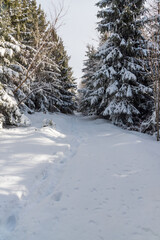 Snow covered hiking trail in frozen winter forest in Moravskoslezske Beskydy mountains