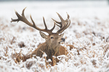 Herd of Red Deer in the snow of Bushy Park, London