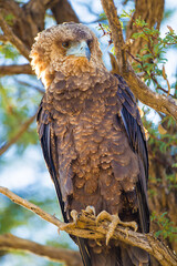 Juvenile Bateleur eagle on a branch overlooking the waterhole in the Kgalagadi, South Africa