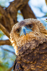 Juvenile Bateleur eagle on a branch overlooking the waterhole in the Kgalagadi, South Africa