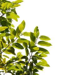 Green tree branch isolated on white background