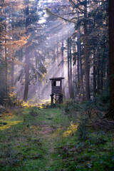 Wald im Nebel mit Ansitz