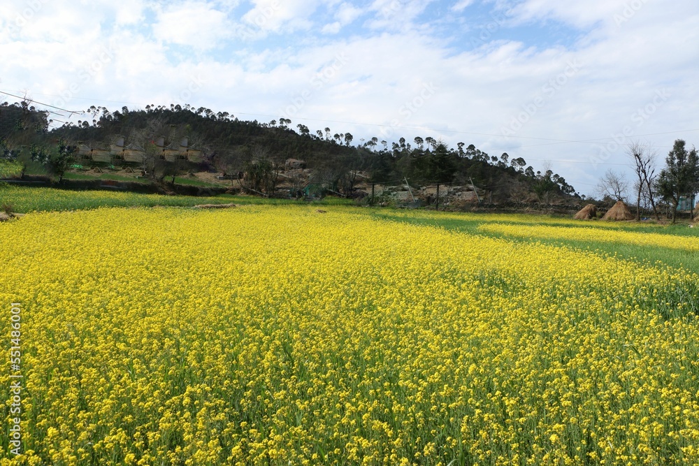 Wall mural scenic view of a field of yellow flowers growing in a green garden