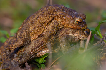 Frogs mating on a grass in a forest