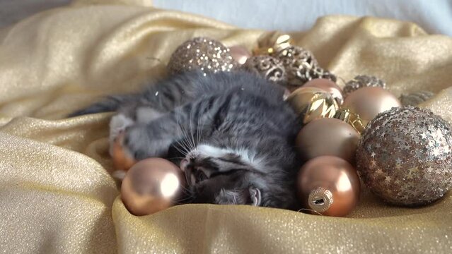 christmas little gray kitten plays with Christmas tree golden toys on a golden background video