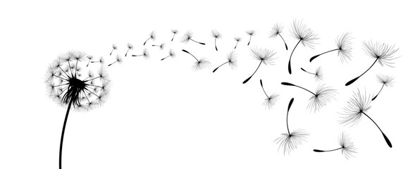 Vector illustration dandelion time. Black Dandelion seeds blowing in the wind. The wind inflates a dandelion isolated on white background
