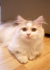 とある猫カフェの猫たち