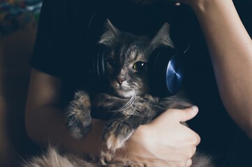 Grey cat in earphone listening music on hands